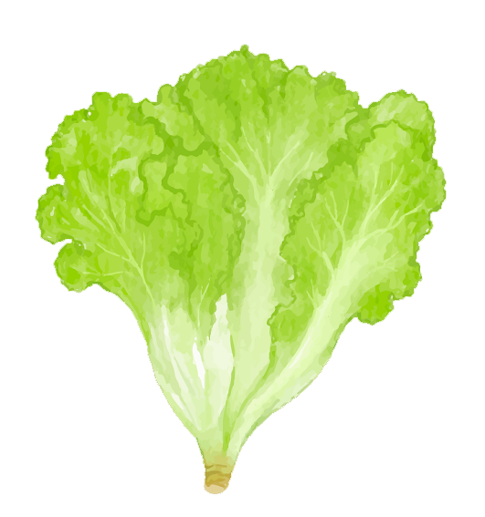 lettuce lettuce