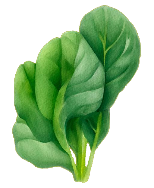 spinach spinach